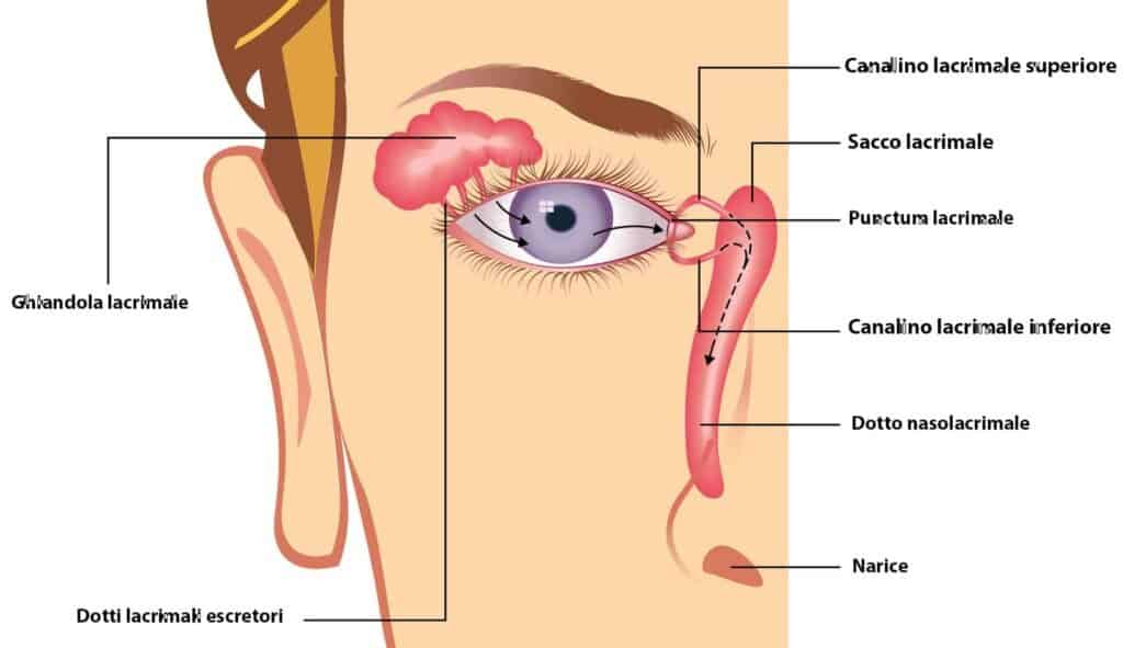 Rappresentazione grafica dell'occhio che evidenzia le vie lacrimali e mostra i sintomi dell'occhio secco.
